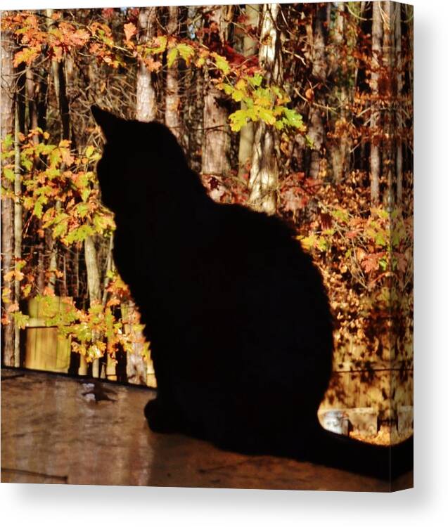 Cat Canvas Print featuring the photograph Black Cat by Eileen Brymer
