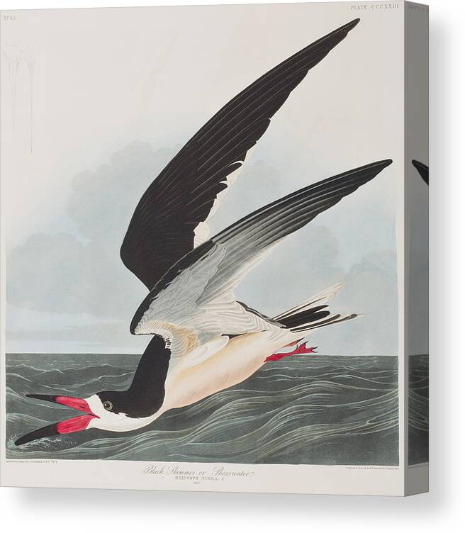 Black Skimmer Canvas Print featuring the painting Black Skimmer or Shearwater by John James Audubon