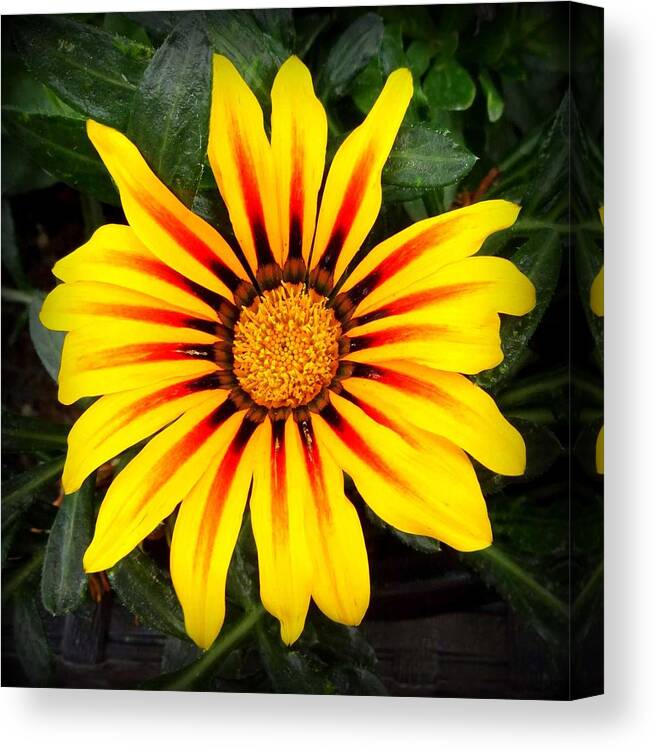 Flower Canvas Print featuring the photograph Bloom by Donna Spadola