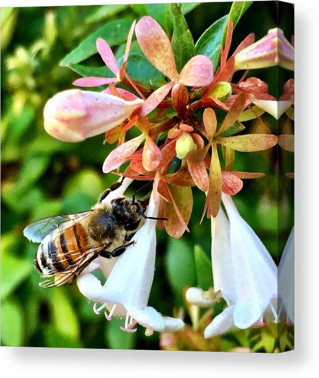 Bee Canvas Print featuring the photograph Busy As a Bee by Brad Hodges