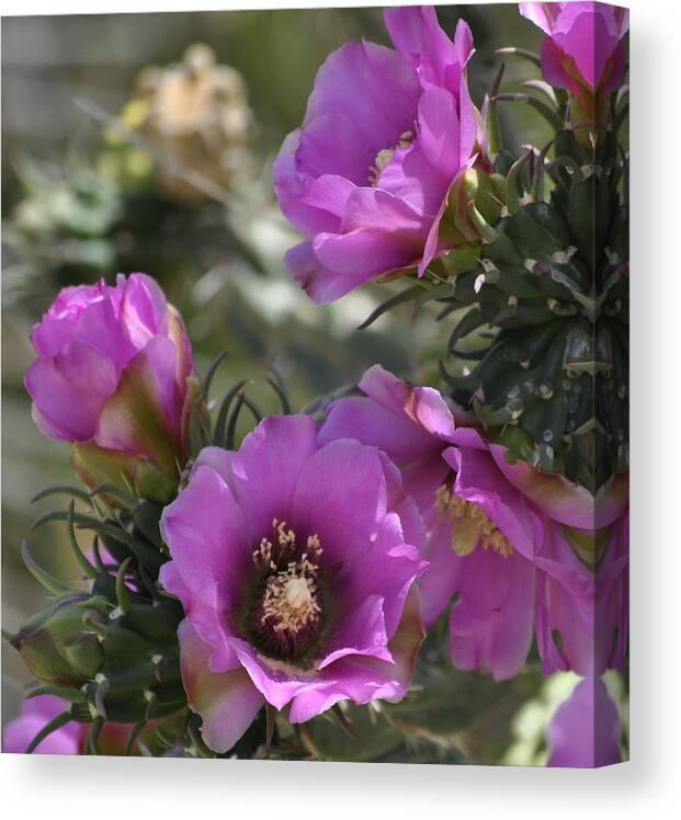 Cactus Canvas Print featuring the photograph Carlsbad Cactus Flowers by Jon Rossiter