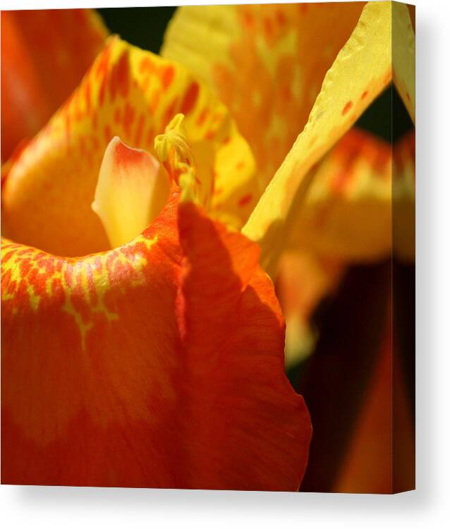 Detail Canvas Print featuring the photograph Center of Canna Lily by Cathy Harper