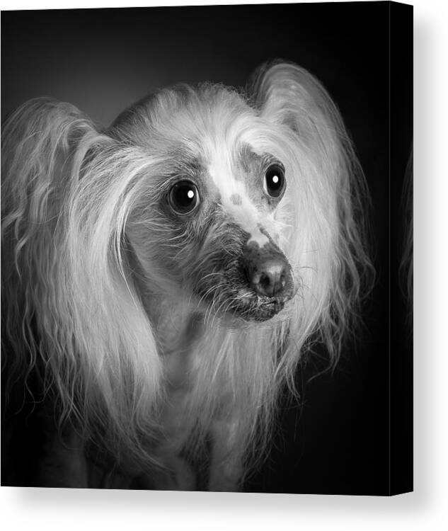 Dog Canvas Print featuring the photograph Chinese Crested - 04 by Larry Carr