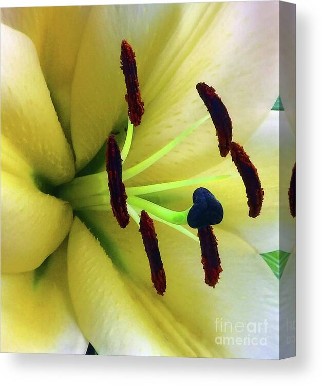 Flower Canvas Print featuring the photograph Closeup Lilly by Mafalda Cento