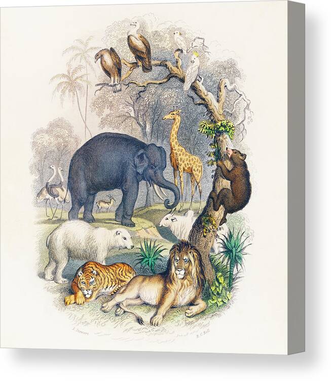 A History Of The Earth And Animated Nature Canvas Print featuring the painting Cover of A history of the earth and animated nature by Vincent Monozlay