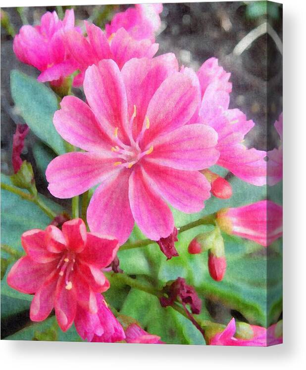 Pink Canvas Print featuring the photograph Crowning Glory by Karen Jbon Lee