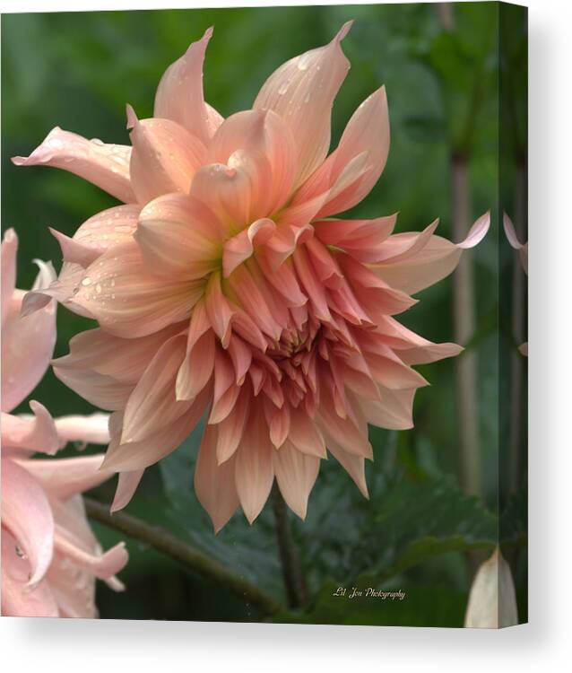 Dahlia Canvas Print featuring the photograph Dancing In The Rain by Jeanette C Landstrom