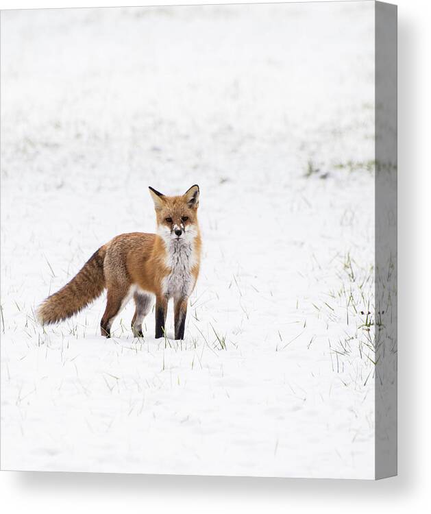 Animals Canvas Print featuring the photograph Fox 1 by Paul Ross