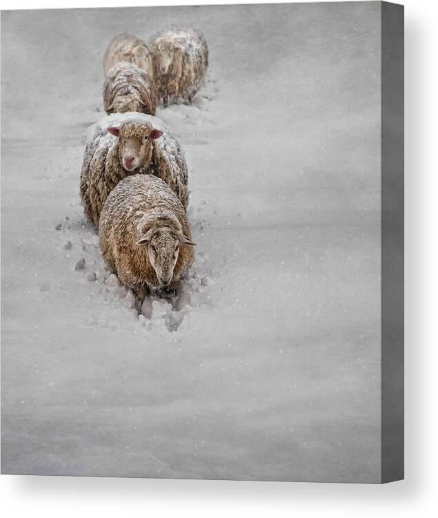 Sheep Canvas Print featuring the photograph Frozen Fleece by Robin-Lee Vieira