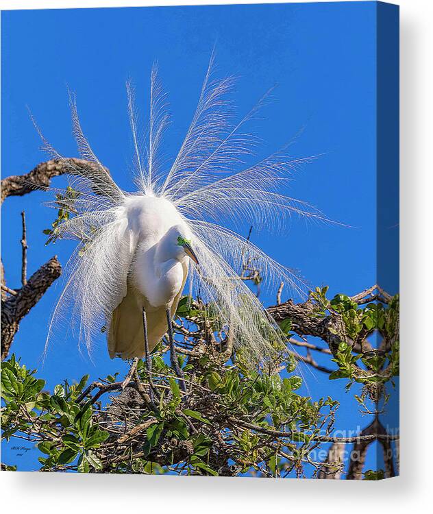 Egrets Canvas Print featuring the photograph Great Egret In Breeding Plumage by DB Hayes