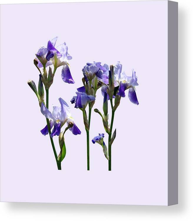Iris Canvas Print featuring the photograph Group of Purple Irises by Susan Savad