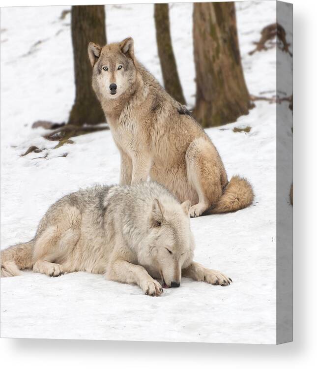 Wolf Canvas Print featuring the photograph Guarding His Companion by Gary Slawsky