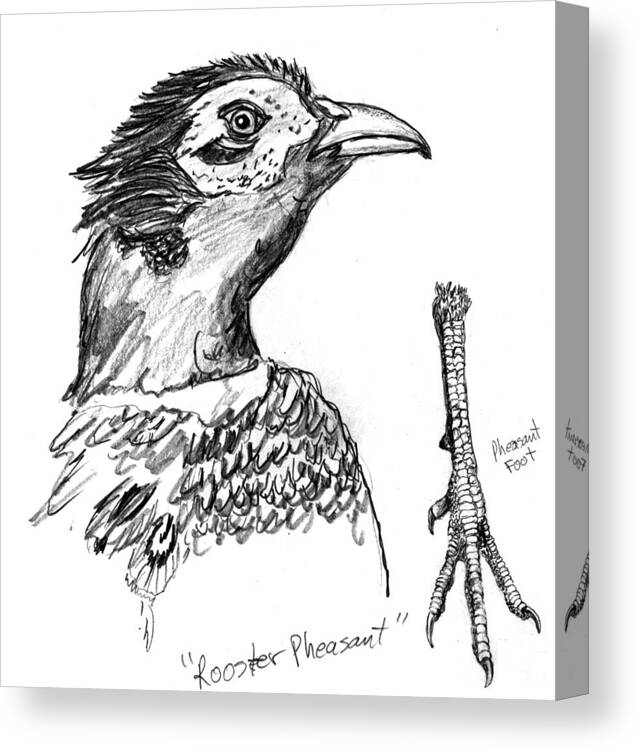 Iowa Canvas Print featuring the drawing Head and Foot of a Chinese Ringneck Rooster Pheasant by Kevin Callahan