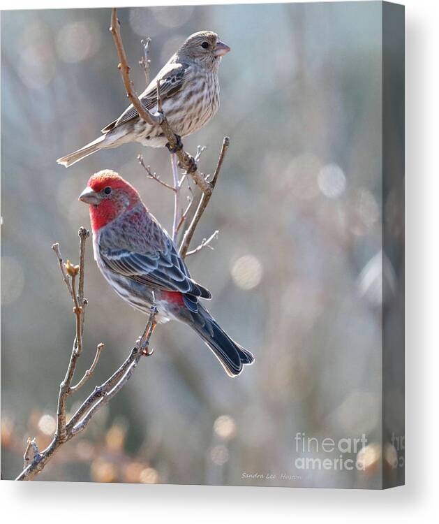 Animals Canvas Print featuring the photograph House Finch Pair by Sandra Huston