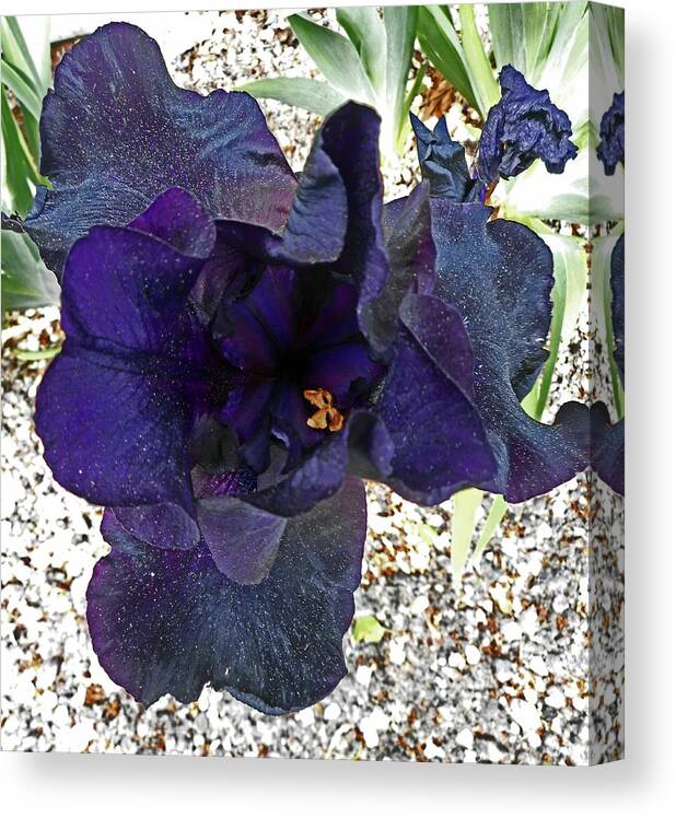 Iris Canvas Print featuring the photograph Irises 1 by Ron Kandt