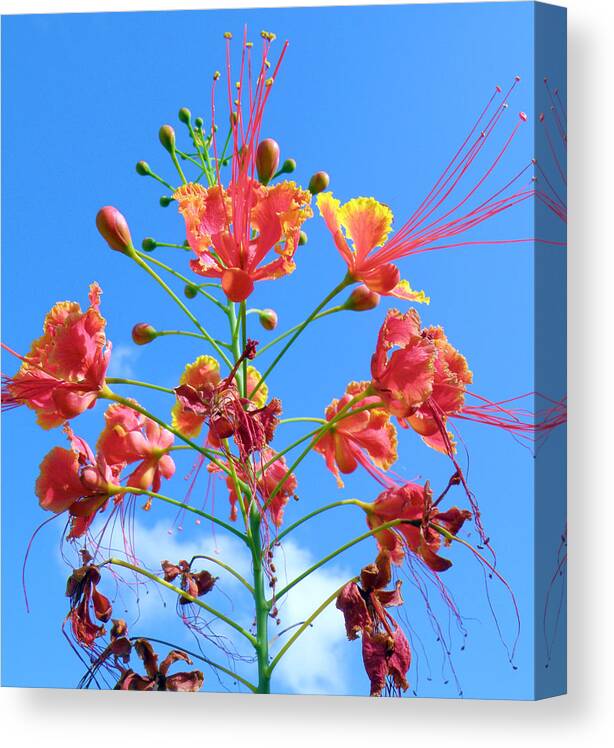 Poinciana Canvas Print featuring the photograph Jubilation by Rose Hill