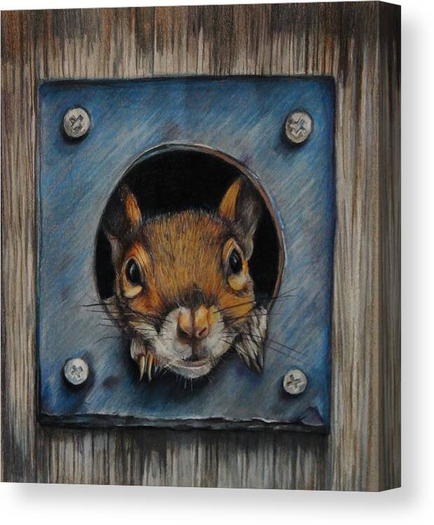 Squirrel Canvas Print featuring the drawing Just Hanging Out by Jean Cormier