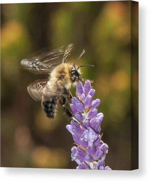 Bee Canvas Print featuring the photograph Landing on Lavender by Len Romanick