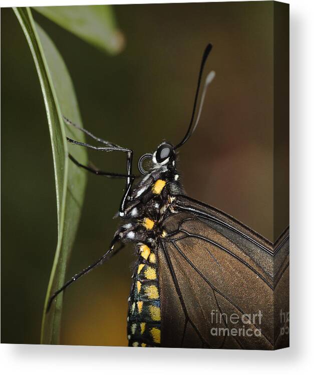 Zebra Longwing Canvas Print featuring the photograph Lateral view of a Long wing by Ruth Jolly