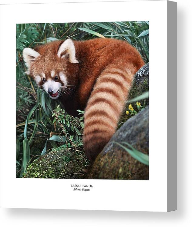 Panda Canvas Print featuring the digital art LESSER PANDA Ailurus fulgens by Owen Bell