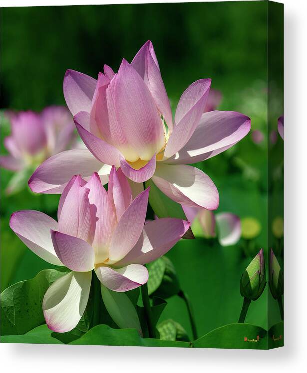 Lotus Canvas Print featuring the photograph Lotus--Sisters i DL0082 by Gerry Gantt