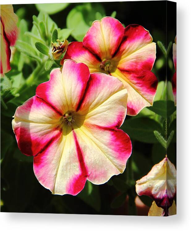 Petunia Canvas Print featuring the photograph Lovely Petunia by Allen Nice-Webb