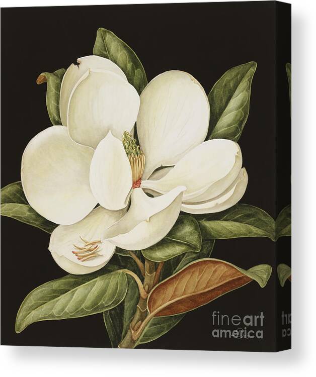 Still-life Canvas Print featuring the painting Magnolia Grandiflora by Jenny Barron