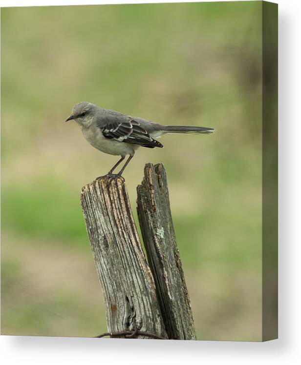 Jan Holden Canvas Print featuring the photograph Perched on an Old Fence by Holden The Moment