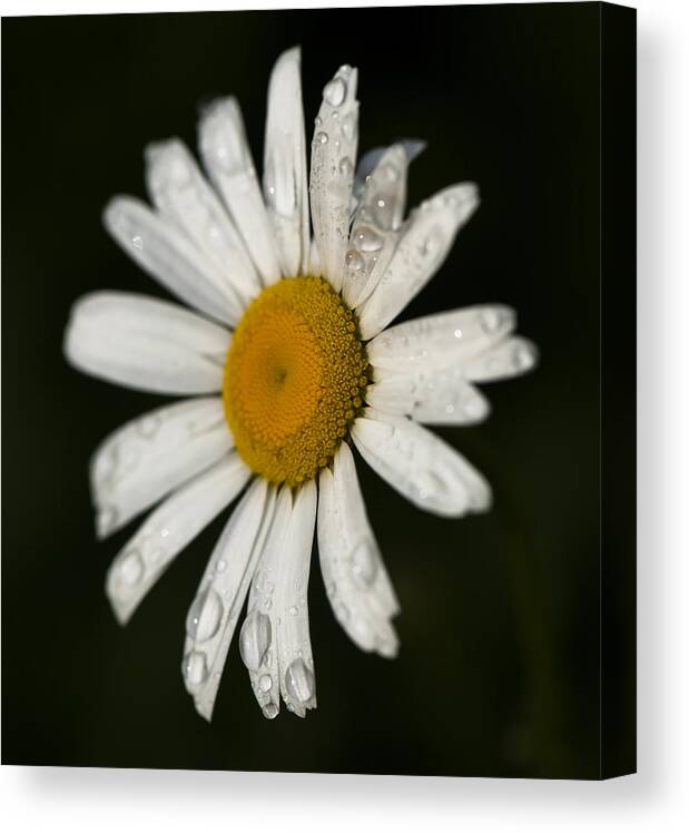  Canvas Print featuring the photograph Morning Daisy by Dan Hefle
