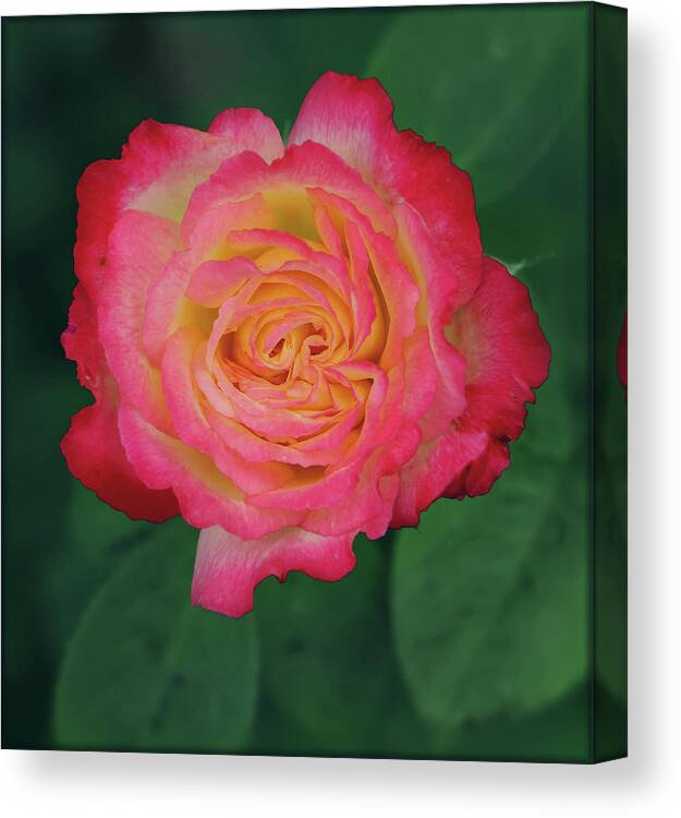 Flowers Canvas Print featuring the photograph Mother's Day Surprise by Elaine Malott