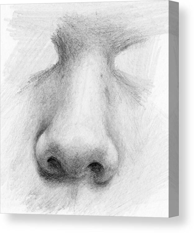Pencil Canvas Print featuring the drawing Nose Study - Front by Nolan Clark