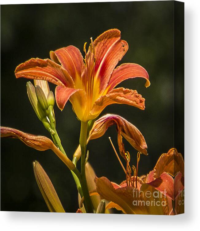 Flower Canvas Print featuring the photograph Orange Lily Beauty by Joann Long