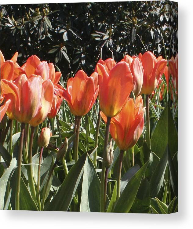 Tulips Canvas Print featuring the photograph Orange Tulip 2nd panel panorama by Mary Gaines