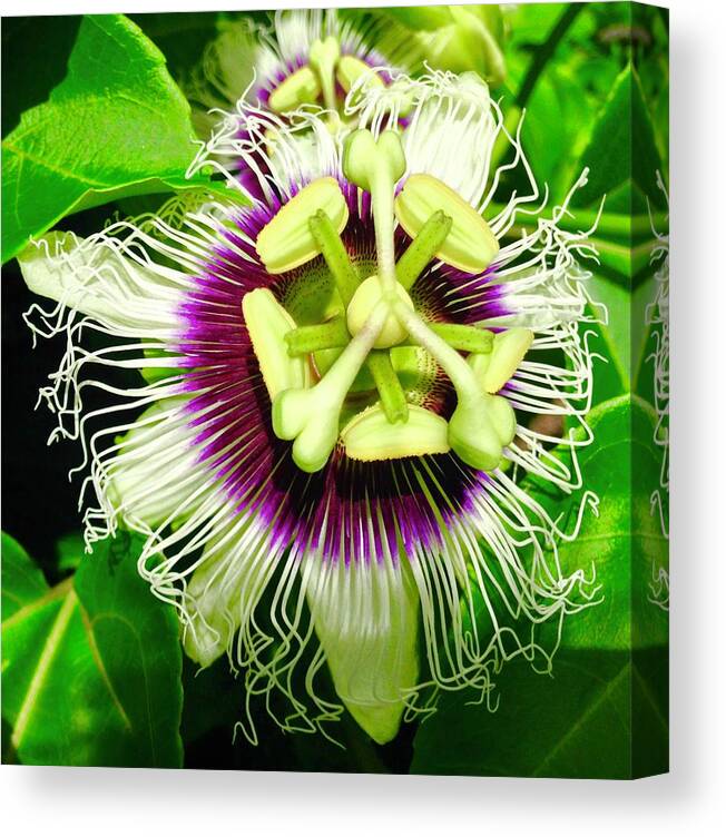 Flowers Of Aloha Passion Flower 1 Hawaii Canvas Print featuring the photograph Passion Flower 1 by Joalene Young