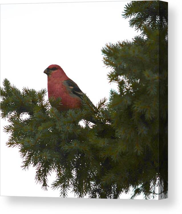 Bird Canvas Print featuring the photograph Pine Grosbeak In Pine by Hella Buchheim