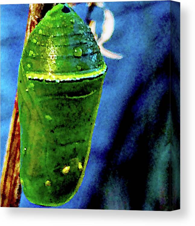 Cocoon Canvas Print featuring the photograph Pre-emergent Butterfly Spirit by Gina O'Brien