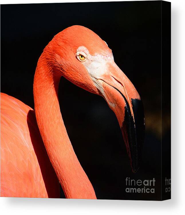 Flamingo Canvas Print featuring the photograph Pretty in Pink by Cindy Manero