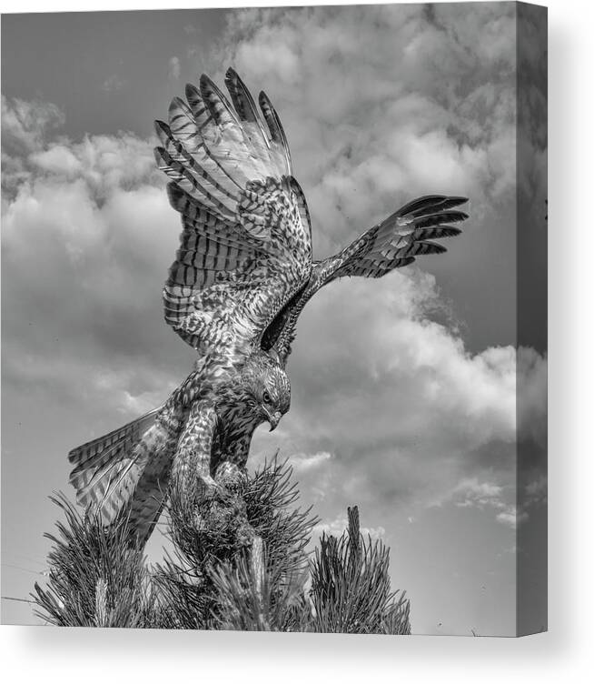 Hawk Canvas Print featuring the photograph Red tailed Hawk Wings BW by Rick Mosher