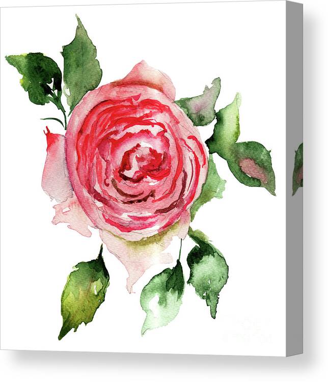 Watercolor; Painting; Wallpaper; Flowers; Floral; Spring; Ornament; Leaf; Brochure; Graphic; Blossom; Camomile; Bloom; Card; Revival; Daisy; Illustration; Decorative; Retro; Postcard; Plant; Paper; Invitation; Art; Valentine; Vintage; Style; Branch; Nature; Daisy; Gerber Canvas Print featuring the painting Rose flower by Regina Jershova
