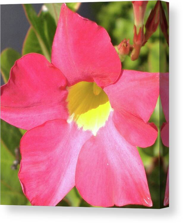 Flowers Canvas Print featuring the photograph Simple Elegance by Diane Ferguson