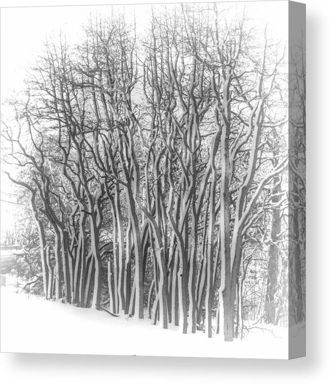 Trees Canvas Print featuring the photograph Snowy Wood by Cathy Kovarik