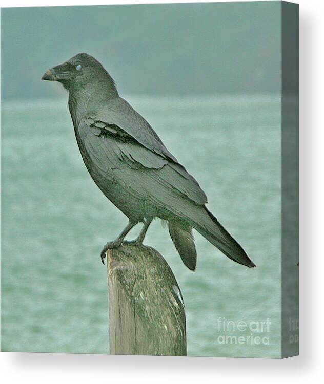 Bird Canvas Print featuring the photograph Something to Crow About by Joyce Creswell