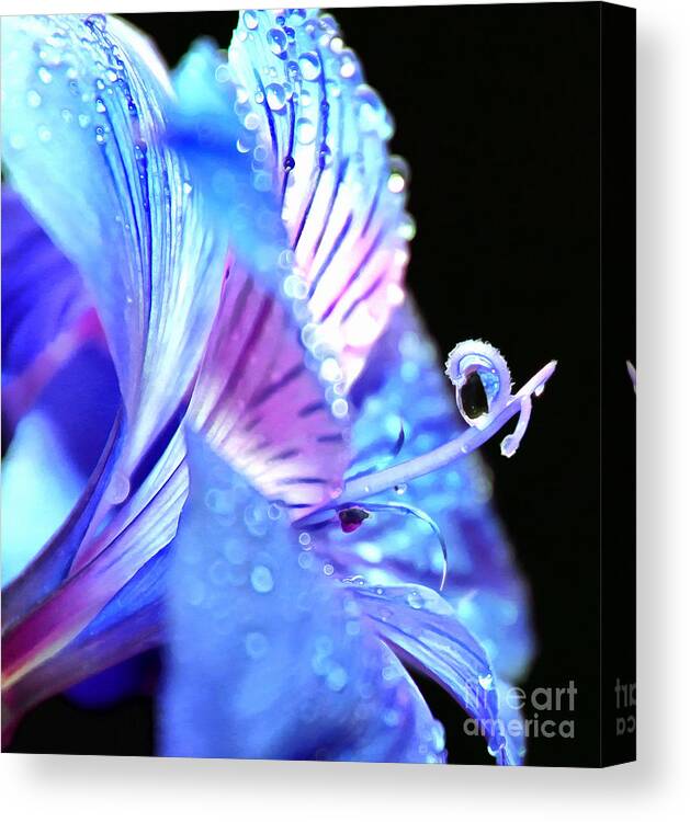 Amaryllis Canvas Print featuring the photograph Soul Shelter by Krissy Katsimbras