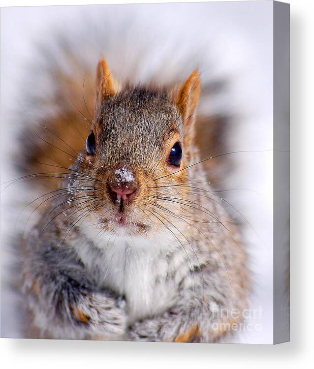 Eastern Canvas Print featuring the photograph Squirrel portrait by Mircea Costina Photography