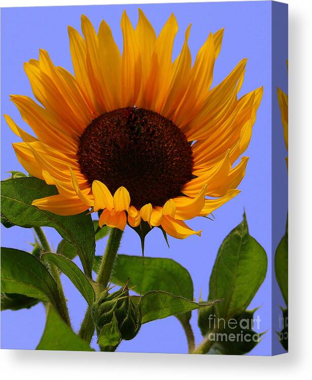 Sunflower Canvas Print featuring the photograph Summer Bliss Sunflower by Irene Czys