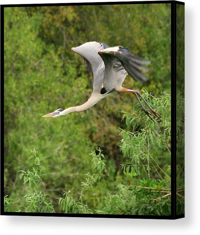 Blue Heron Flight Flying Bird Photography Digital Art Photograph Florida Shore Canvas Print featuring the photograph Take Off by Shari Jardina