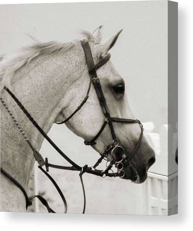 Horse Canvas Print featuring the photograph The Gray by Betsy Knapp