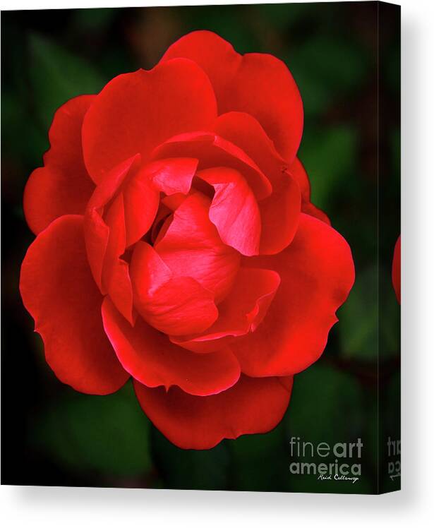 Reid Callaway The Rose 8 Canvas Print featuring the photograph Almost Open Rose 7 Flower Art by Reid Callaway