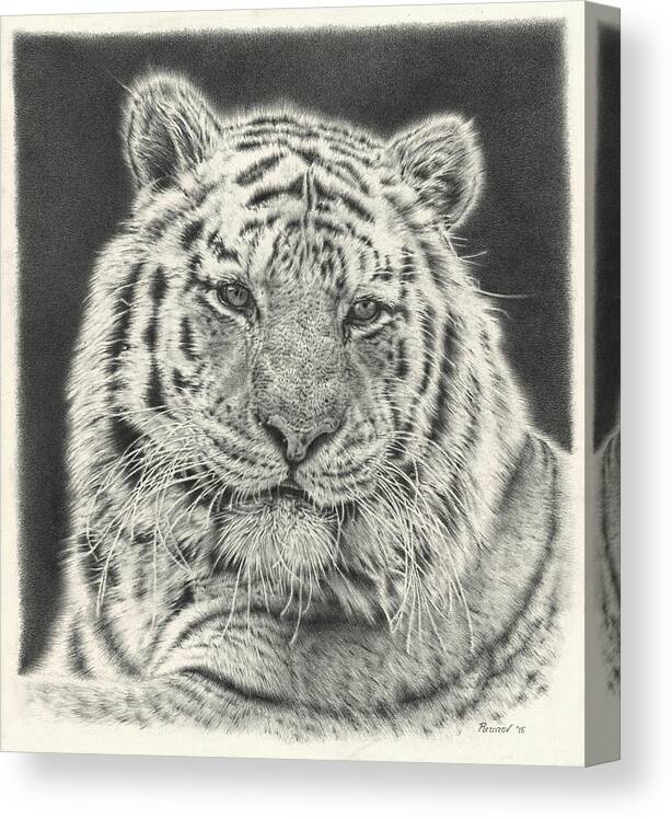 Tiger Canvas Print featuring the drawing Tiger Drawing by Casey 'Remrov' Vormer