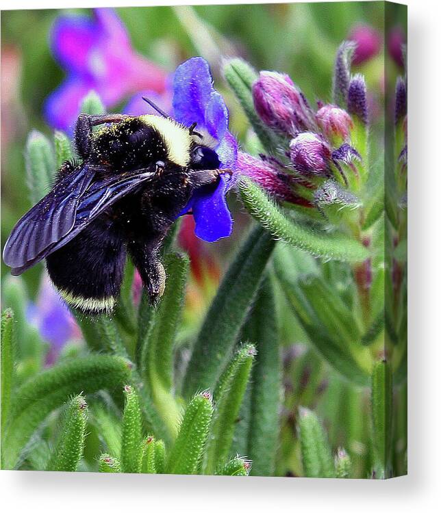 Pollinator Canvas Print featuring the photograph Too Busy To Notice by Kami McKeon